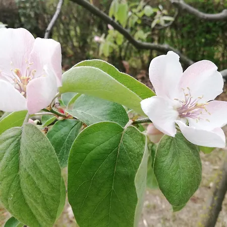 Al Motto * Cambiasca