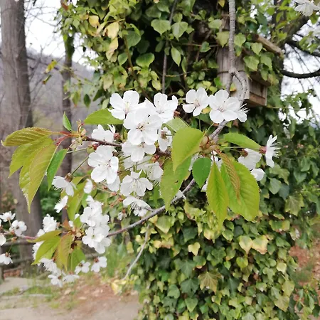 בית חווה Al Motto