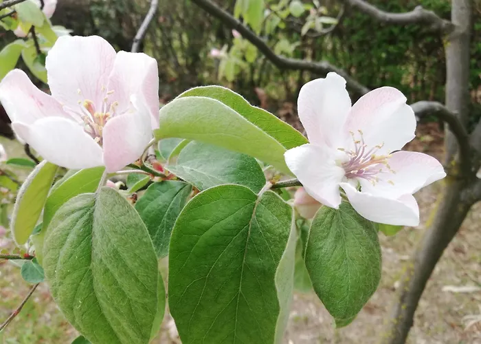 Al Motto * Cambiasca