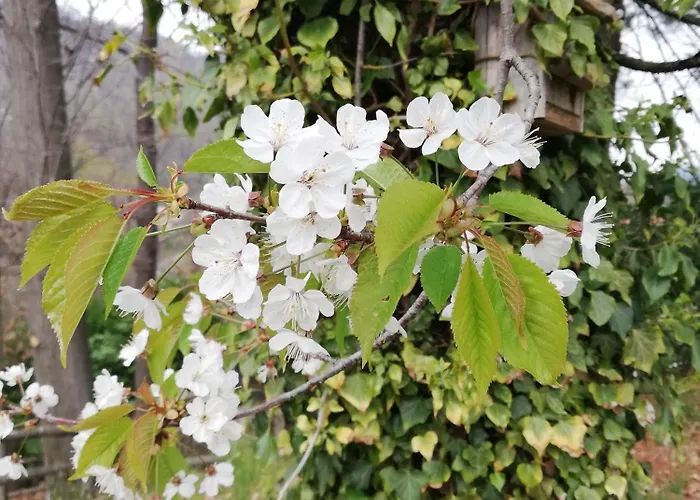 בית חווה Al Motto