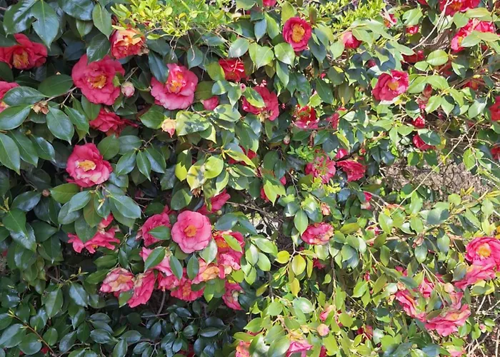 팜스테이 Al Motto *